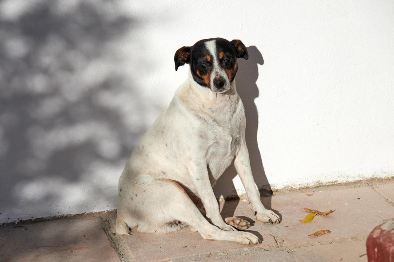 El Molino Estepona Eksteriør billede